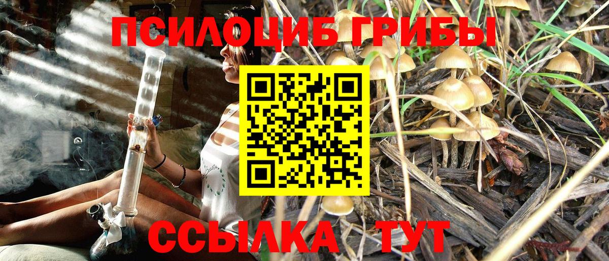 Галлюциногенные грибы Psilocybine cubensis Югорск